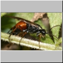 Aglaostigma cf aucupariae - Blattwespe 01a 6mm.jpg